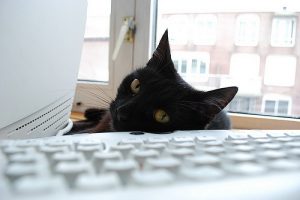 A cat stares at the camera across a keyboard.