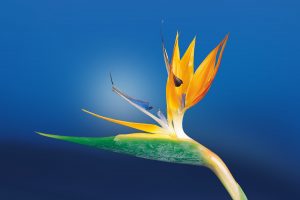 A bird of paradise flower in bloom.