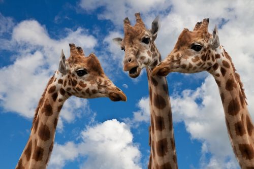 A group of giraffes together