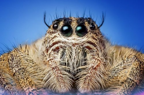Image of a spider with lots of eyes looking