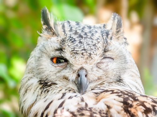 Owl with one eye closed